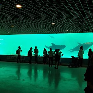 Sea Lion Underwater Viewing