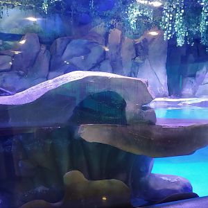 Otter Exhibit
