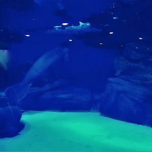 African Manatee Underwater Viewing