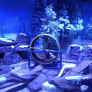 Arctic Fox Exhibit