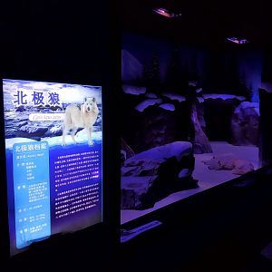 Arctic Wolf Exhibit