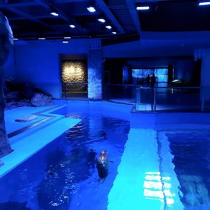 Spotted Seal Exhibit