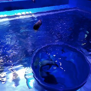 Spotted Seal Exhibit