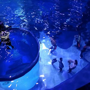 Spotted Seal Exhibit