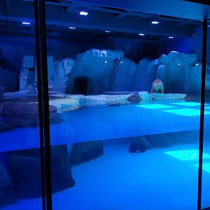 Polar Bear Exhibit