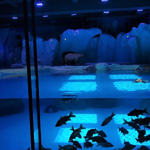Polar Bear Exhibit