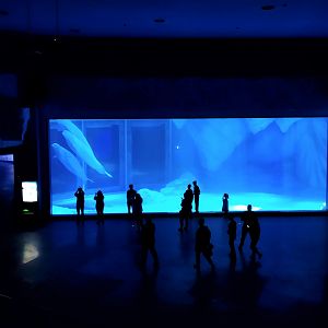 Beluga Exhibit