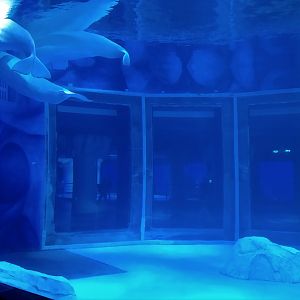 Beluga Exhibit