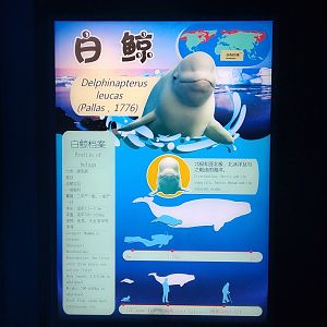 Beluga Signage