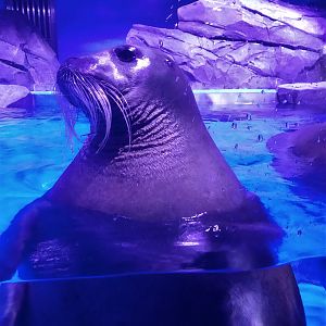 Bearded Seal