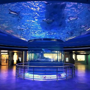 Emperor, Gentoo and Adelie Penguin Exhibit