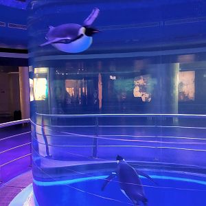 Emperor, Gentoo and Adelie Penguin Exhibit