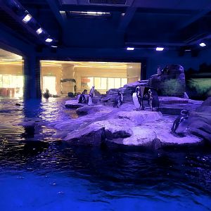 Humboldt's and Megallenic Penguin Exhibit