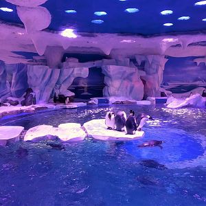Emperor, Gentoo and Adelie Penguin Exhibit