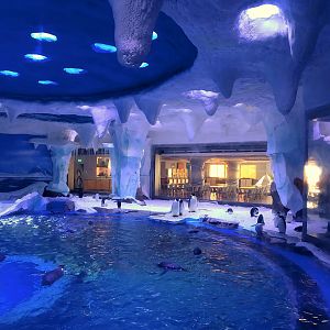 Emperor, Gentoo and Adelie Penguin Exhibit