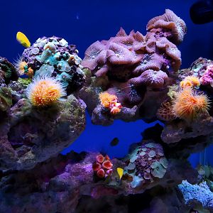 Anemones and Corals