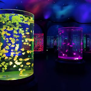 Jellyfish Exhibits