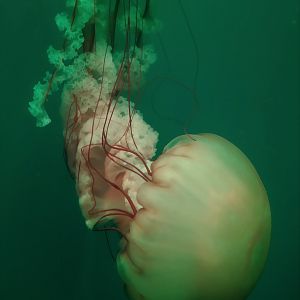 Sea Nettle?