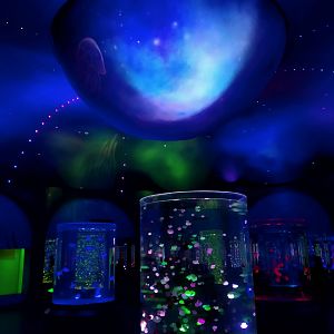 Jellyfish Exhibits