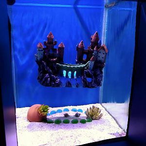 Floating Castle Aquarium