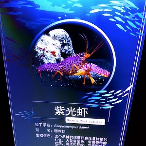 Daum's Reef Lobster Signage