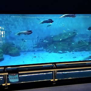 Arapaima Tank