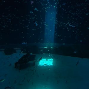 Piano In Whale Shark Tank