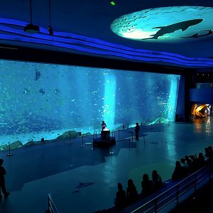 Whale Shark Tank, Sans Whale Sharks