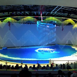 Dolphin Show