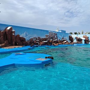Sea Lion Exhibit