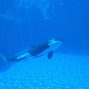 Orca