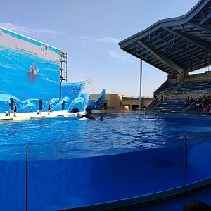 Start Of The Orca Show