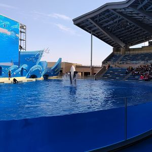 Orca Show - Back Flip
