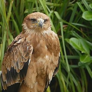 Paul & Lynsey's Zoo Tour #94 Baytree Owl and Wildlife Centre - YouTube