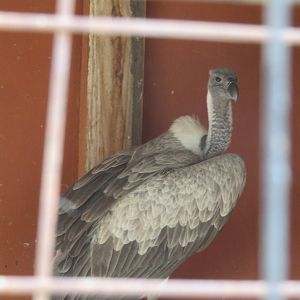 Rehab Vulture