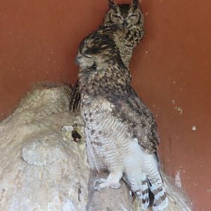 Spotted Eagle-Owls