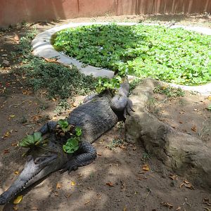 Slender-Snouted Crocodile