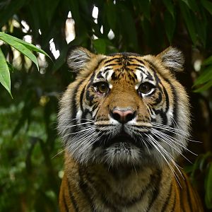 Sumatran Tiger