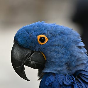 Hyacinth Macaw