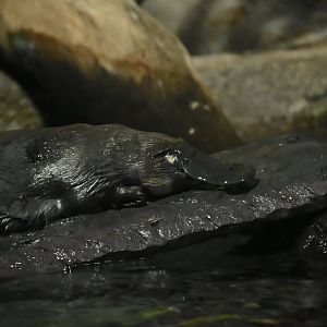 Platypus