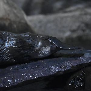 Platypus
