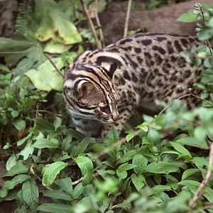 Leopard cat