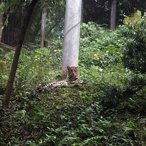 Female leopard in its exhibit
