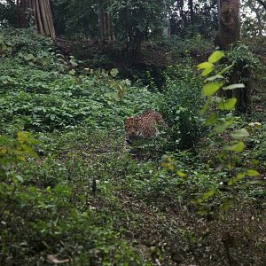 Leopard in its exhibit