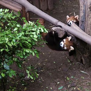 Red panda