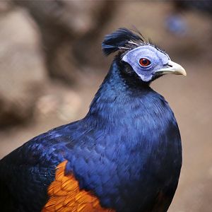 Crested fireback