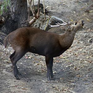 Calamian deer (Axis calamianensis)
