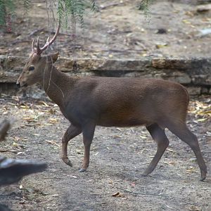 Calamian deer (Axis calamianensis)