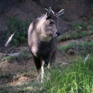 Chinese goral