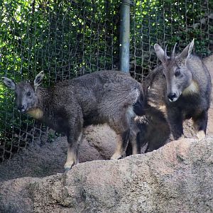 Chinese goral with calf